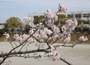 写真：桜の花