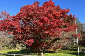 写真：紅葉した大きな木