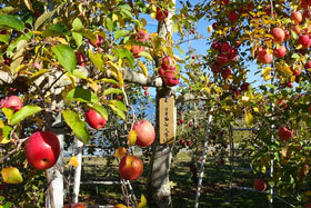 写真：りんごが沢山実った清水農園