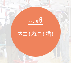ネコ!ねこ!猫!