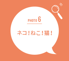 ネコ!ねこ!猫!