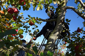 写真：木に登ってリンゴをとっている様子