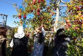 写真：りんご狩りを楽しむ留学生の様子2